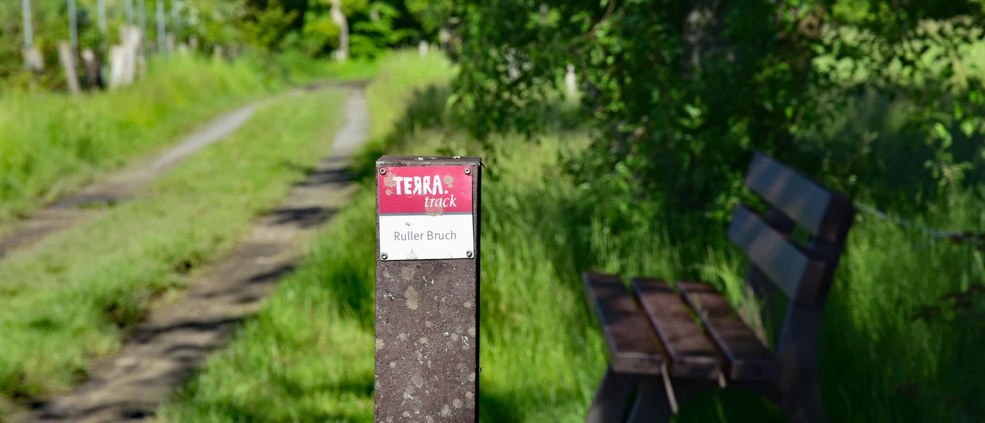 TERRA.track Ruller Bruch Træbænk på en solrig skovsti, omgivet af frodigt grønt.