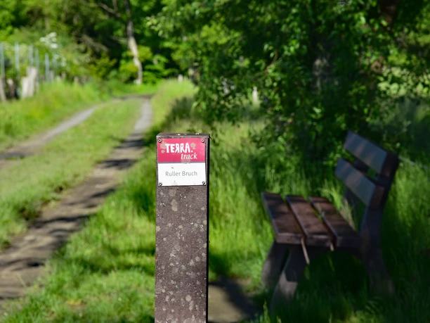 TERRA.track Ruller Bruch Holzbank an einem sonnigen Waldweg, umgeben von üppigem Grün.