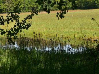Groene weide met een kleine vijver op de voorgrond, omgeven door dicht gebladerte.
