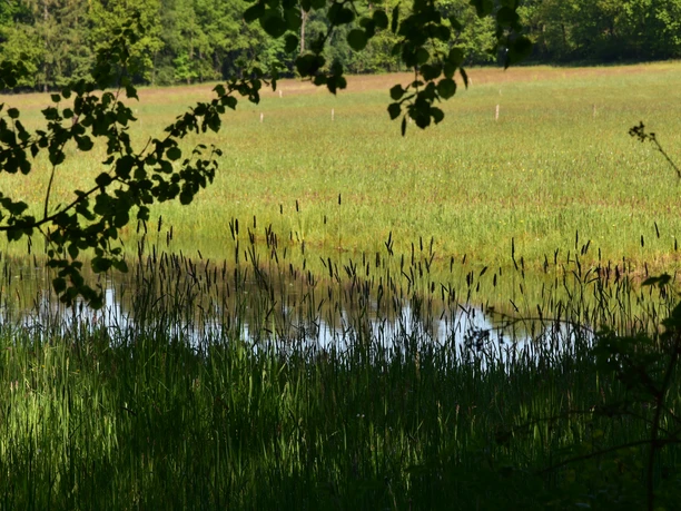 Groene weide met een kleine vijver op de voorgrond, omgeven door dicht gebladerte.