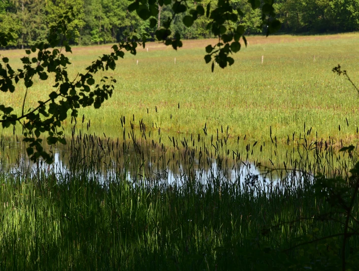 TERRA.track Ruller Bruch Grüne Wiese mit kleinem Teich im Vordergrund, umgeben von dichtem Laubwerk.Green meadow with a small pond in the foreground, surrounded by dense foliage.Grøn eng med en lille dam i forgrunden, omgivet af tæt løv.Groene weide met een kleine vijver op de voorgrond, omgeven door dicht gebladerte.
