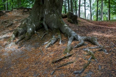 Wandern im Wiehengebirge Geschwungene Baumwurzel auf bewachsenem Waldboden mit umgebender Laubschicht.