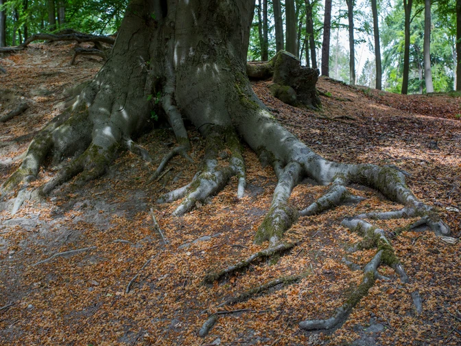 Wandern im Wiehengebirge Geschwungene Baumwurzel auf bewachsenem Waldboden mit umgebender Laubschicht.Curved tree root on overgrown forest floor with surrounding foliage.Buet trærod på tilgroet skovbund med omgivende løv.Gebogen boomwortel op begroeide bosgrond met omringend gebladerte.
