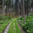 Waldweg umgeben von hohen Bäumen und grünen Farnen im Wald.Forest path surrounded by tall trees and green ferns in the forest.Skovsti omgivet af høje træer og grønne bregner i skoven.Bospad omringd door hoge bomen en groene varens in het bos.
