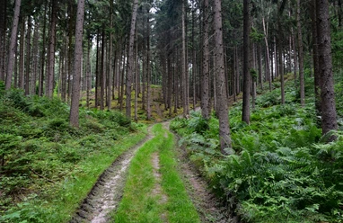 TERRA.track Alkenkuhle Waldweg umgeben von hohen Bäumen und grünen Farnen im Wald.