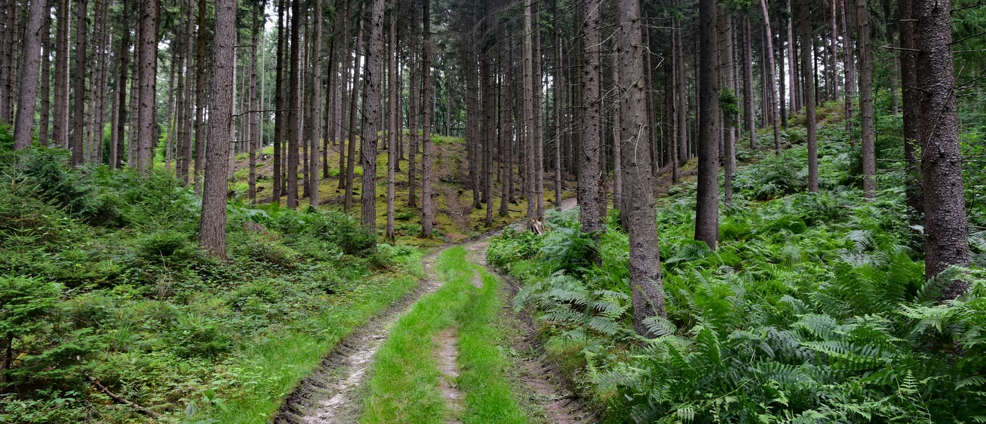 TERRA.track Alkenkuhle Forest path surrounded by tall trees and green ferns in the forest.