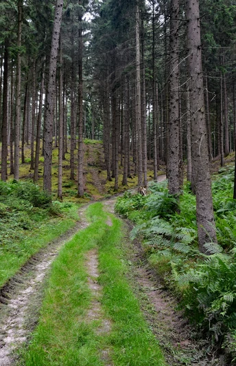 TERRA.track Alkenkuhle Waldweg umgeben von hohen Bäumen und grünen Farnen im Wald.