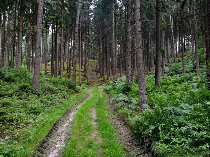 TERRA.track Alkenkuhle Waldweg umgeben von hohen Bäumen und grünen Farnen im Wald.Forest path surrounded by tall trees and green ferns in the forest.Skovsti omgivet af høje træer og grønne bregner i skoven.Bospad omringd door hoge bomen en groene varens in het bos.