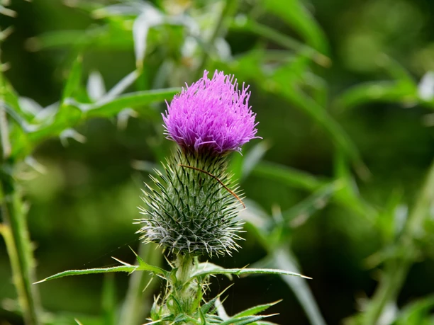 Paarse distelbloesem met groene, stekelige bladeren tegen een onscherpe groene achtergrond.
