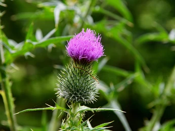 TERRA.track Alkenkuhle Lila Distelblüte mit grünen, stacheligen Blättern vor unscharfem, grünem Hintergrund.Purple thistle blossom with green, spiky leaves against a blurred green background.Lilla tidselblomst med grønne, spidse blade mod en sløret grøn baggrund.Paarse distelbloesem met groene, stekelige bladeren tegen een onscherpe groene achtergrond.