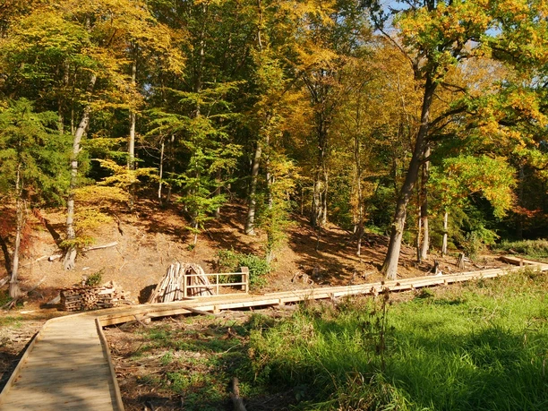 Holzweg an der Abtei Marienmünster Ein Holzsteg schlängelt sich durch einen herbstlichen Wald neben der Abtei Marienmünster.