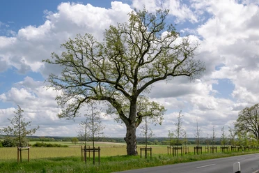 Großer, imposanter Baum neben einer Landstraße, umgeben von Feldern und leicht bewölktem Himmel.