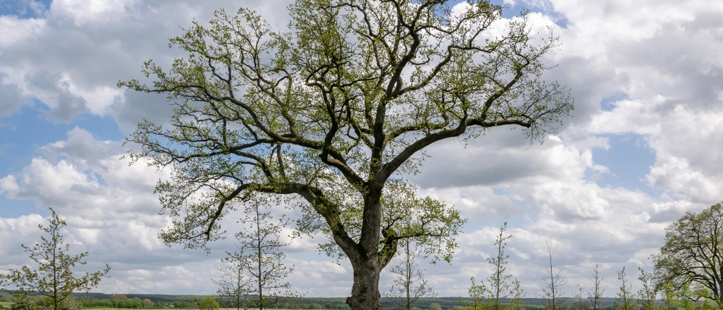 Großer, imposanter Baum neben einer Landstraße, umgeben von Feldern und leicht bewölktem Himmel.