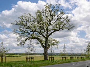 Großer, imposanter Baum neben einer Landstraße, umgeben von Feldern und leicht bewölktem Himmel.