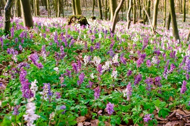 Blüte des Lerchensporns Lila und weiße Lerchenspornblüten bedecken den Waldboden zwischen schlanken Bäumen im Frühlingswald.