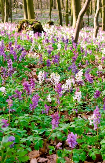 Blüte des Lerchensporns Lila und weiße Lerchenspornblüten bedecken den Waldboden zwischen schlanken Bäumen im Frühlingswald.