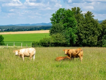 Zwei Kühe mit Kalb grasen friedlich auf einer grünen Wiese, umgeben von Bäumen und einem weiten Feld.