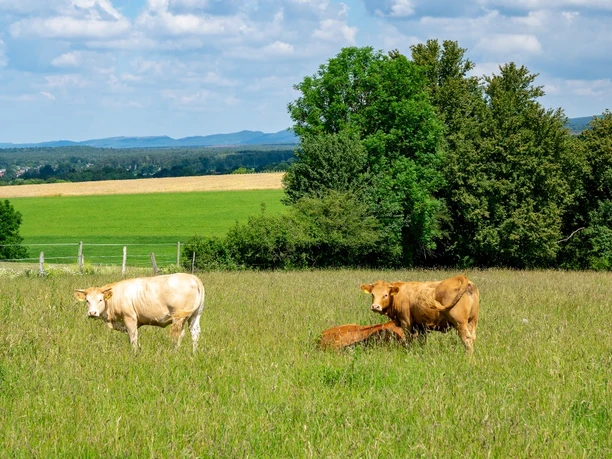 Zwei Kühe mit Kalb grasen friedlich auf einer grünen Wiese, umgeben von Bäumen und einem weiten Feld.