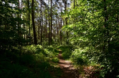 Bospad, omringd door hoge dennen en dicht groen, onder een strakblauwe hemel.