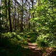 Waldweg, umgeben von hohen Kiefern und dichtem Grün, unter einem klaren, blauen Himmel.Forest path, surrounded by tall pines and dense greenery, under a clear blue sky.Skovsti, omgivet af høje fyrretræer og tæt grønt, under en klar blå himmel.Bospad, omringd door hoge dennen en dicht groen, onder een strakblauwe hemel.