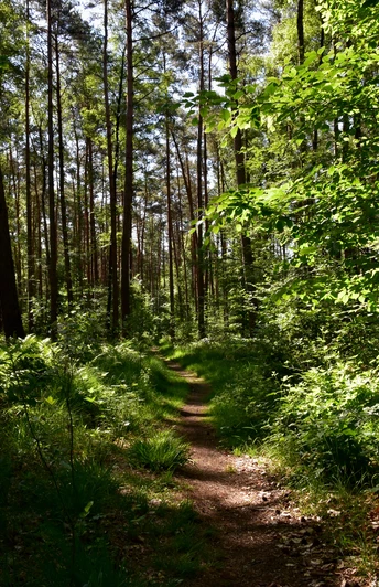 Waldweg, umgeben von hohen Kiefern und dichtem Grün, unter einem klaren, blauen Himmel.Forest path, surrounded by tall pines and dense greenery, under a clear blue sky.Skovsti, omgivet af høje fyrretræer og tæt grønt, under en klar blå himmel.Bospad, omringd door hoge dennen en dicht groen, onder een strakblauwe hemel.