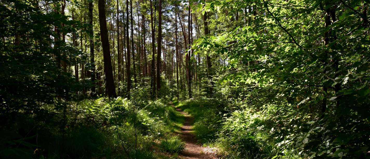 TERRA.track Kettelsberg Forest path, surrounded by tall pines and dense greenery, under a clear blue sky.