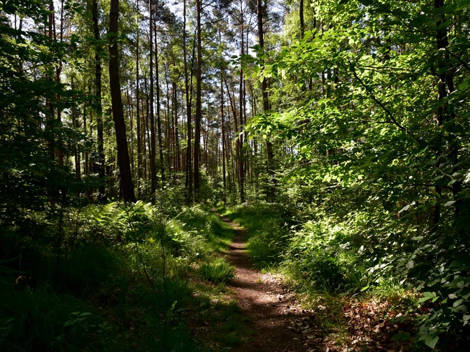 TERRA.track Kettelsberg Waldweg, umgeben von hohen Kiefern und dichtem Grün, unter einem klaren, blauen Himmel.Forest path, surrounded by tall pines and dense greenery, under a clear blue sky.Skovsti, omgivet af høje fyrretræer og tæt grønt, under en klar blå himmel.Bospad, omringd door hoge dennen en dicht groen, onder een strakblauwe hemel.