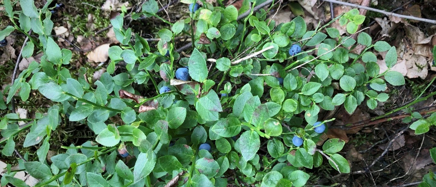Bosbessenstruiken met rijpe, donkerblauwe bessen in een groen bosgebied.