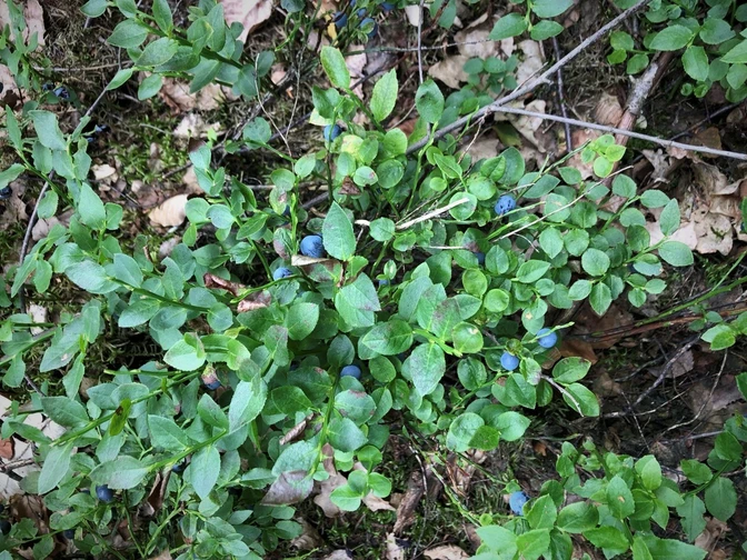 Heidelbeersträucher mit reifen, dunkelblauen Beeren in einem grünen Waldbereich.