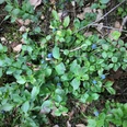 Blaubeeren am Gehnberg Heidelbeersträucher mit reifen, dunkelblauen Beeren in einem grünen Waldbereich.