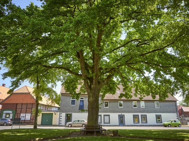 Rastplatz unter der alten Eiche in Watzum Rastplatz unter der alten Eiche in Watzum