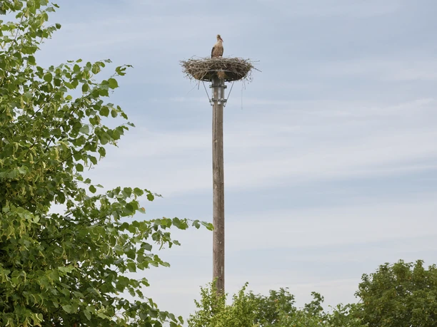 Storchennest Achim Storchennest Achim