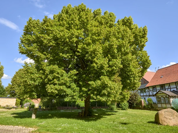 Rastplatz unter einer Linde in Berklingen Rastplatz unter einer Linde in Berklingen