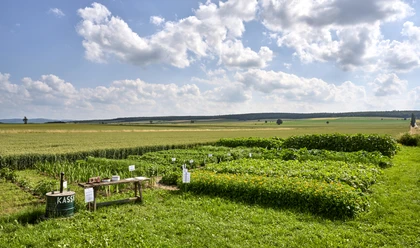 Selbsterntefeld in Groß Heere Selbsterntefeld in Groß Heere