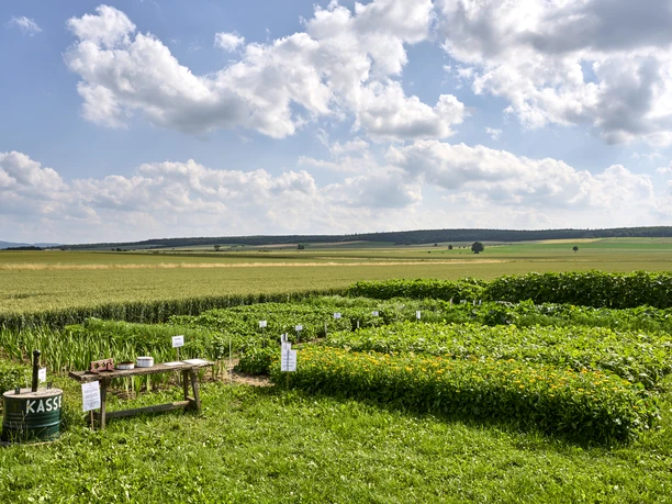Selbsterntefeld in Groß Heere Selbsterntefeld in Groß Heere