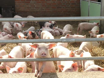 Hofladen Biohof Sonnenschein in Aurich Nachwuchs Hofladen Biohof Sonnenschein in Aurich Nachwuchs