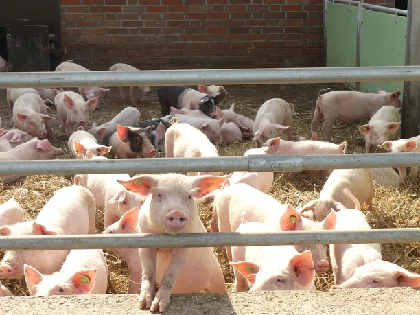 Hofladen Biohof Sonnenschein in Aurich Nachwuchs Hofladen Biohof Sonnenschein in Aurich Nachwuchs