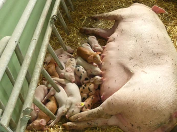 Hofladen Biohof Sonnenschein in Aurich Ferkel Hofladen Biohof Sonnenschein in Aurich Ferkel