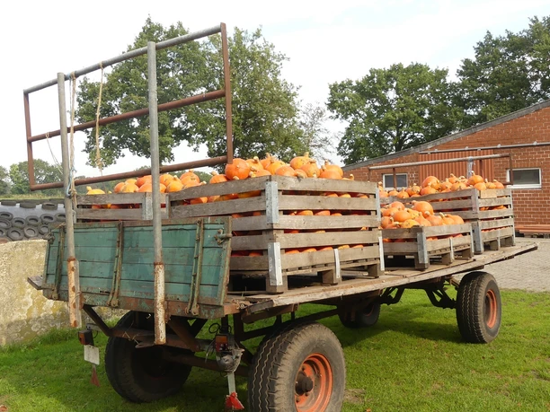 Hofladen Bauer Franz Aurich Kürbisernte Hofladen Bauer Franz Aurich Kürbisernte