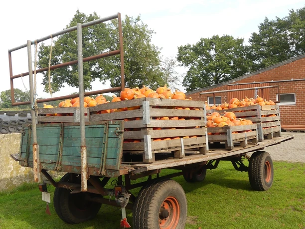 Hofladen Bauer Franz Aurich Kürbisernte Hofladen Bauer Franz Aurich Kürbisernte