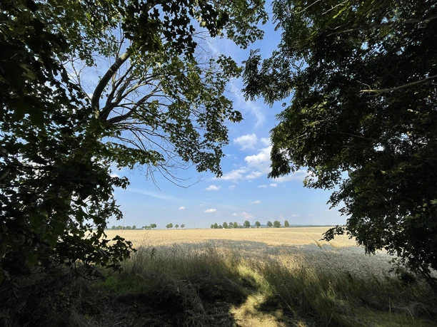Aussicht Schwedenschanze Feldblick.jpeg