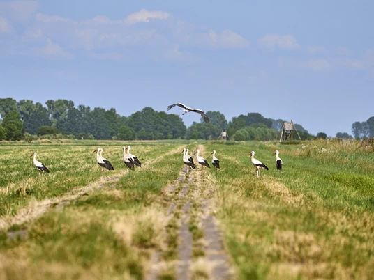Störche Sammeln sich auf den Wiesen beim alten Torfstich Hedeper Störche Sammeln sich auf den Wiesen beim alten Torfstich Hedeper