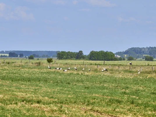 Störche Sammeln sich auf den Wiesen beim alten Torfstich Hedeper Störche Sammeln sich auf den Wiesen beim alten Torfstich Hedeper