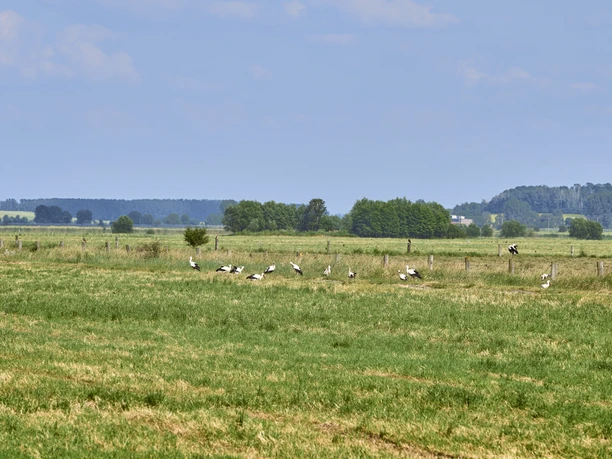 Störche Sammeln sich auf den Wiesen beim alten Torfstich Hedeper Störche Sammeln sich auf den Wiesen beim alten Torfstich Hedeper