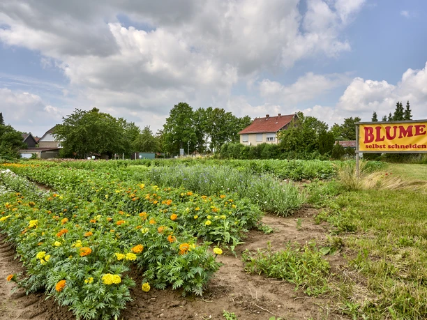 Blumen zum Selbstpflücken in Haverlah Blumen zum Selbstpflücken in Haverlah