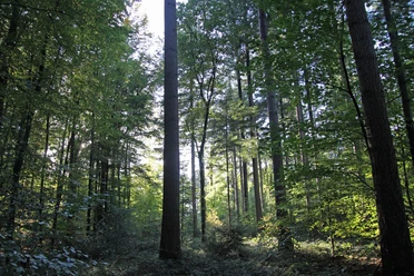 Wald-Stimmung Forest atmosphere