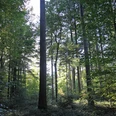 Wald-Stimmung Wald-Stimmung