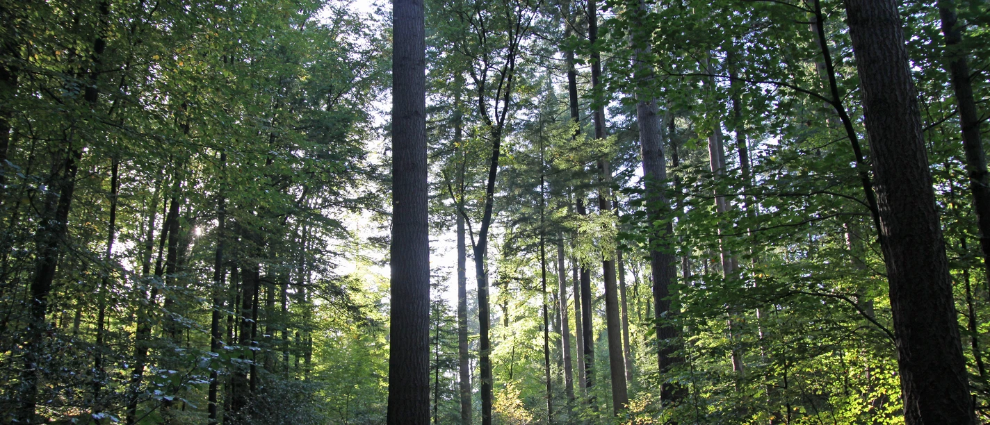 Wald-Stimmung Wald-Stimmung