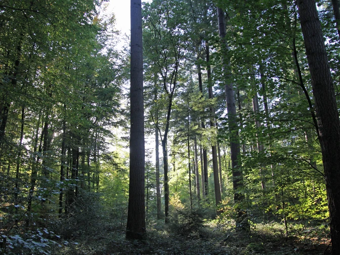 Wald-Stimmung Wald-Stimmung
