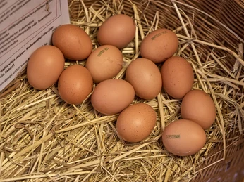 Hof Ries Berel Hof Ries Berel